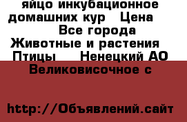 яйцо инкубационное домашних кур › Цена ­ 25 - Все города Животные и растения » Птицы   . Ненецкий АО,Великовисочное с.